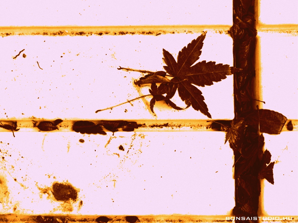 marczika bonsai kerteszet erd hungary bonsai studio